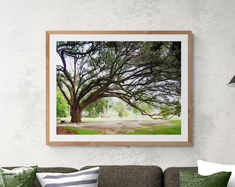 Live Oak Tree Photo, Sprawling Branches, Green Brown Wall Art, USM Campus Photo, Tree Branches Art, Deep South Nature, Mississippi Nature