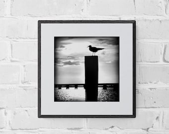 Seagull Silhouette Photo, Black and White Art, Dramatic Photo, Seagull Wall Art, Gulf Coast Wall Art, Bird Photograph, Black Home Decor