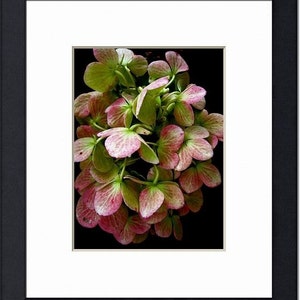 Wilted Flower Photo, Hydrangea Photo, Moody Flower Art, Dramatic Nature Art, Pink Green Wall Art, Floral Photograph, Flower Petals Photo image 7