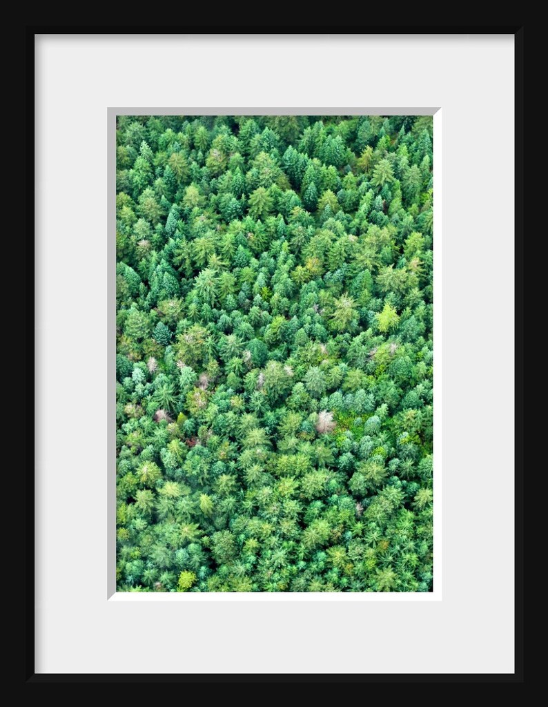 Green Modern Art, Bright Green Photo, Aerial Tree Photo, Whistler Mountain, Evergreen Tree Photo, Forest Wall Art, Pine Tree Photo, Bold Art image 7