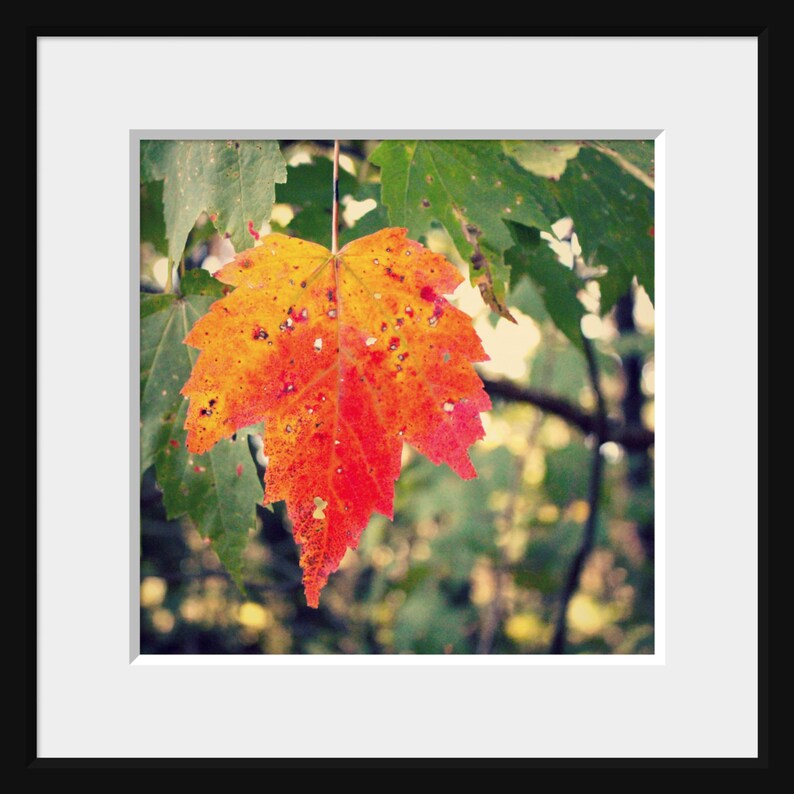 Maple Leaf Photo, Autumn Photograph, Orange Autumn Leaf, Green Orange Decor, Woodland Photograph, Autumn Wall Art, Autumn Leaves Print image 6