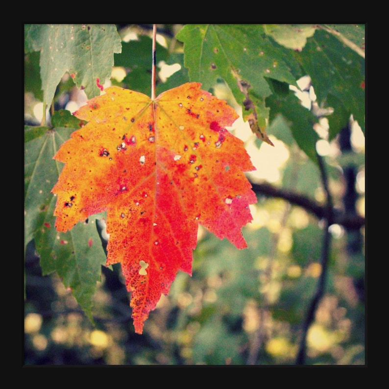 Maple Leaf Photo, Autumn Photograph, Orange Autumn Leaf, Green Orange Decor, Woodland Photograph, Autumn Wall Art, Autumn Leaves Print image 7