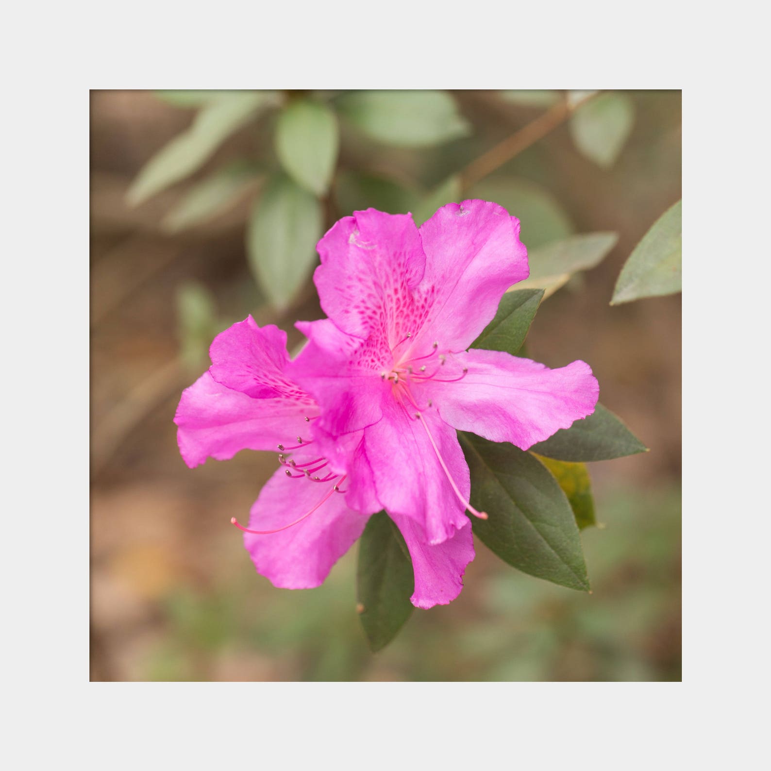 Square Azalea Photo Square Azalea Art Spring Flower Art - Etsy