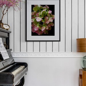 Wilted Flower Photo, Hydrangea Photo, Moody Flower Art, Dramatic Nature Art, Pink Green Wall Art, Floral Photograph, Flower Petals Photo image 4