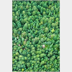 Green Modern Art, Bright Green Photo, Aerial Tree Photo, Whistler Mountain, Evergreen Tree Photo, Forest Wall Art, Pine Tree Photo, Bold Art image 2