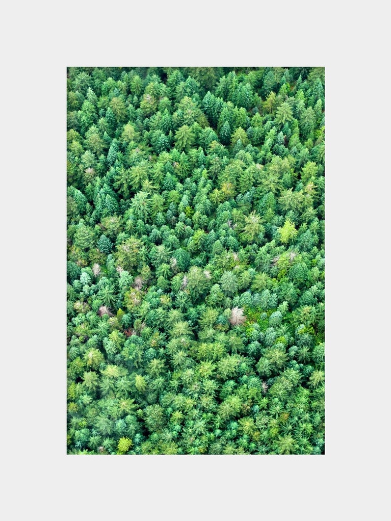 Green Modern Art, Bright Green Photo, Aerial Tree Photo, Whistler Mountain, Evergreen Tree Photo, Forest Wall Art, Pine Tree Photo, Bold Art image 2