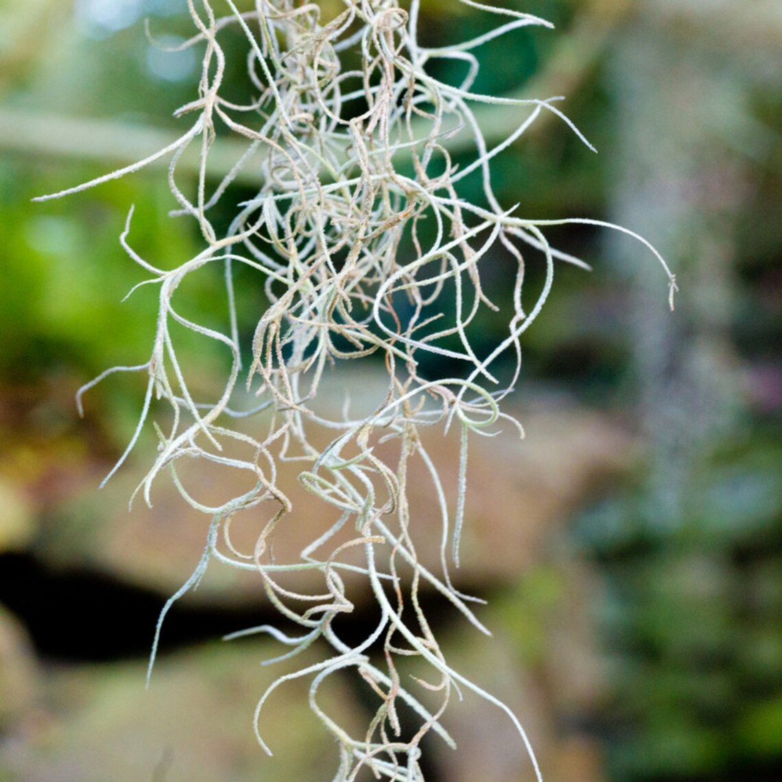 Photo de mousse espagnole, photographie botanique, art mural vert