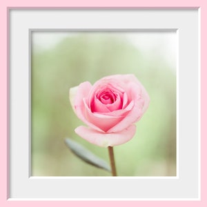 Rose Wall Art, Soft Floral Decor, Pink Rose Photograph, Pastel Pink Green, Pale Pink Floral Art, Cottage Chic Art, Feminine Decor, Girly Art image 8