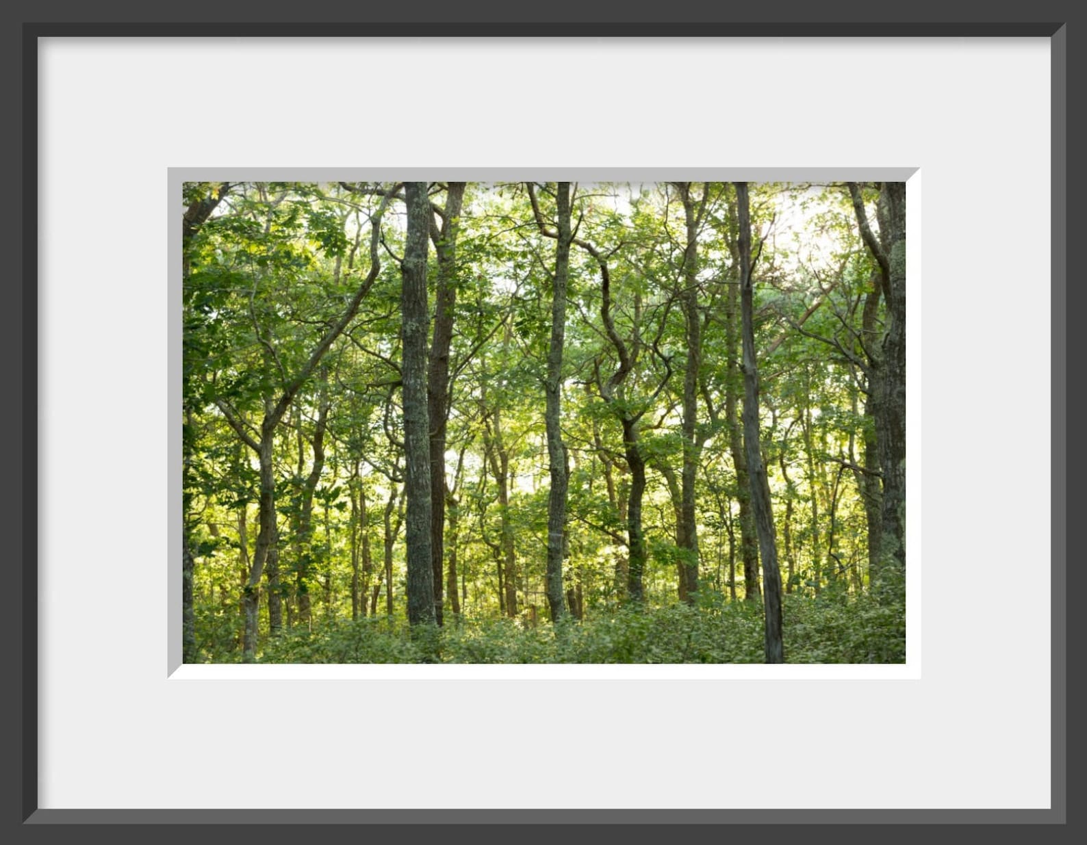 Green Nature Art, Green Forest Photo, Trees Photo, Green Tree Art, Tree
