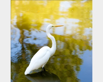 Egret Photo Print, Coastal Bird Photo, White Bird Photo, White Egret Photo, Bird in Pond, Wildlife Photography, Egret Print, Gulf Coast Art