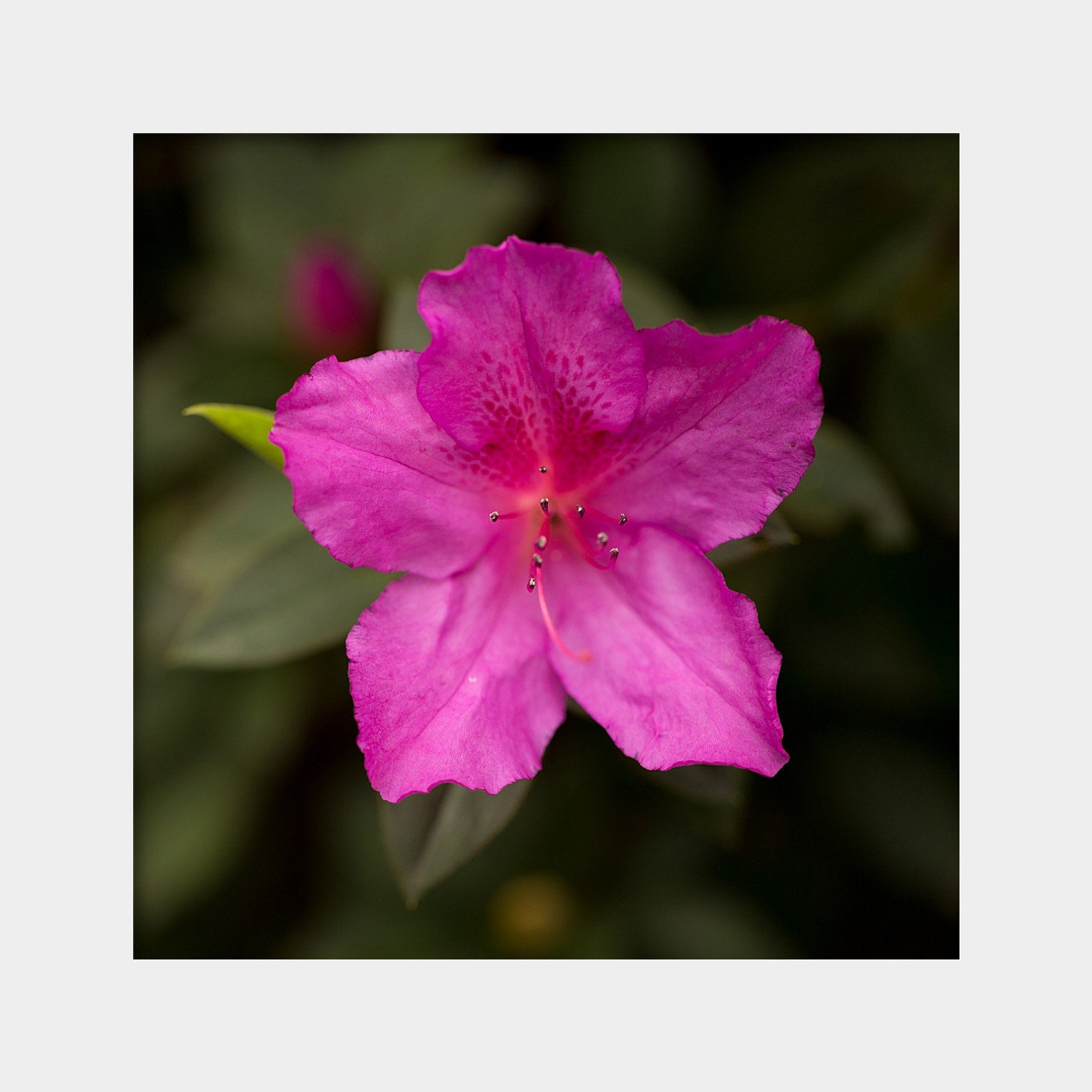 Dark Floral Art Magenta Azalea Photo Square Azalea Print | Etsy