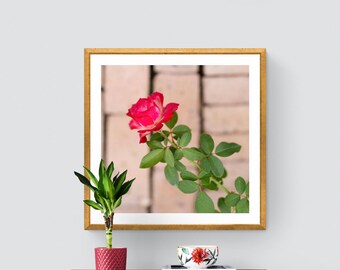 Hot Pink Rose Photograph, Bold Floral Art, Bellingrath Gardens Rose Photo, Rose with Brick, Hot Pink Flower Print, Square Flower Photograph