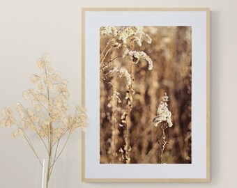 Wildflower Wall Art, Sepia Flower Photo, Neutral Wall Art, Brown Wall Decor, Beige Wall Art, Nature Photograph, Nature Home Decor, Tan Cream