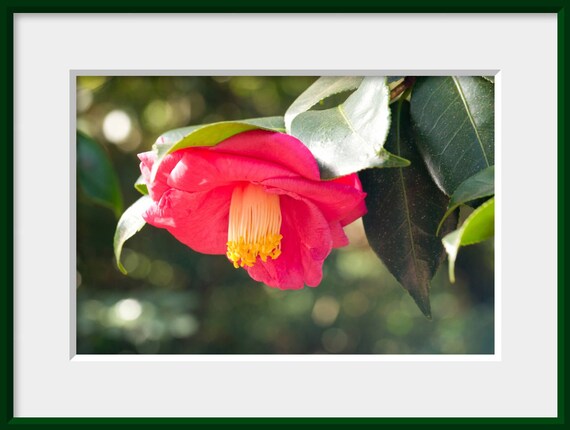 Botanical Gardens Camellia Photo Print Hot Pink Flower Dark Etsy