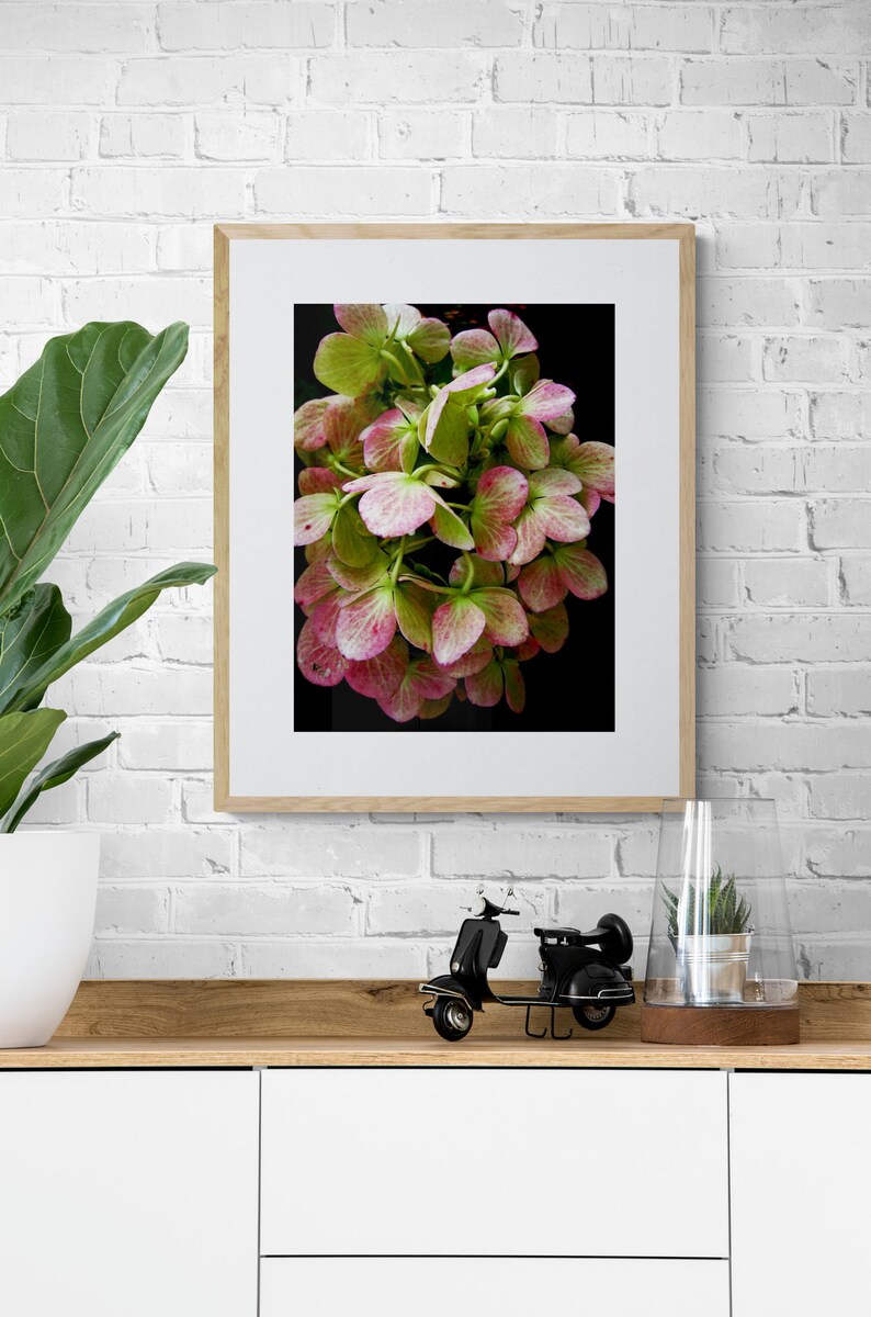 Wilted Flower Photo, Hydrangea Photo, Moody Flower Art, Dramatic Nature Art, Pink Green Wall Art, Floral Photograph, Flower Petals Photo image 3