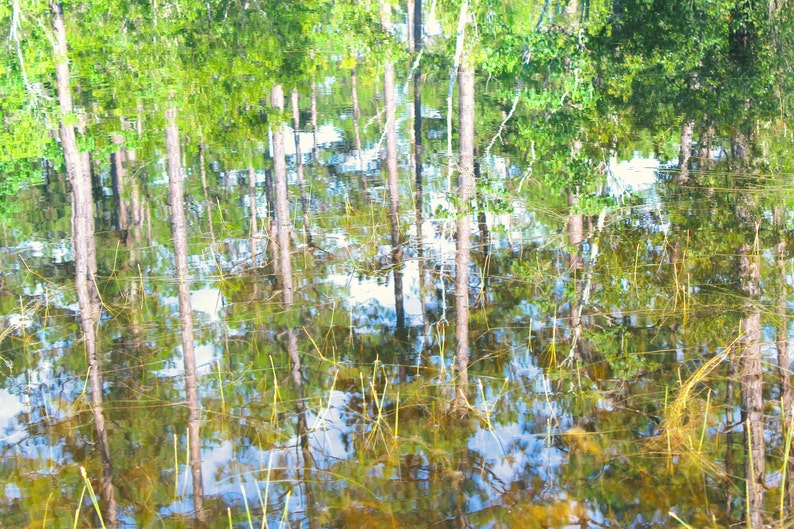 Abstract Nature Photograph, Tree Reflection, Pond Reflection, Blue Green Brown Tree Wall Art, Water Photo, Mississippi Coast Reflection Art image 2