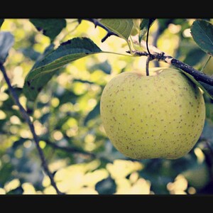 Green Apple Photo, Apple Tree Photo, Kitchen Wall Decor, Green Leaves Art, Green Apple Art, Green Yellow Art, Fruit Photo, Nature Photo image 9