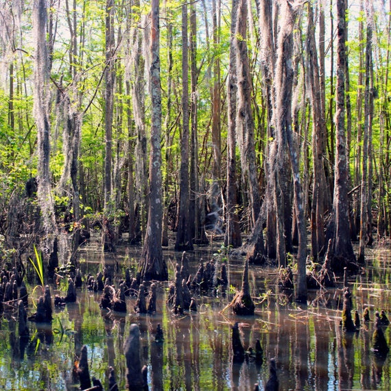 Bayou Photograph Honey Island Swamp Photograph Cypress Trees Photo Bayou Photograph Honey Island Swamp Photograph Cypress Trees Photo