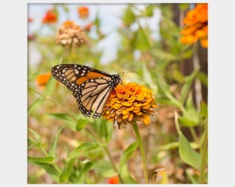 Monarch Butterfly Print, Ruth's Roots Photo, Orange Butterfly Photo, Butterfly Garden Photo, Bay St Louis Mississippi, Square Nature Print
