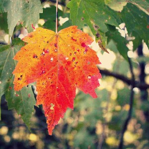 Maple Leaf Photo, Autumn Photograph, Orange Autumn Leaf, Green Orange Decor, Woodland Photograph, Autumn Wall Art, Autumn Leaves Print image 3