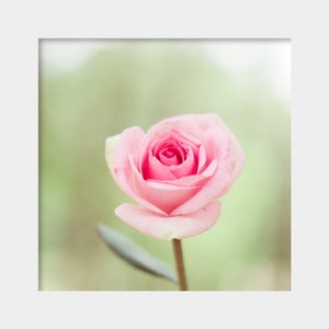 Rose Wall Art, Soft Floral Decor, Pink Rose Photograph, Pastel Pink Green, Pale Pink Floral Art, Cottage Chic Art, Feminine Decor, Girly Art image 2