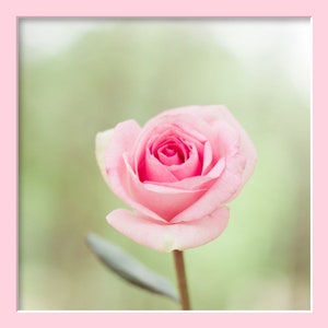 Rose Wall Art, Soft Floral Decor, Pink Rose Photograph, Pastel Pink Green, Pale Pink Floral Art, Cottage Chic Art, Feminine Decor, Girly Art image 9