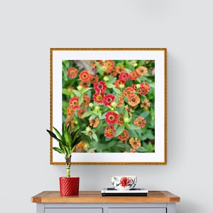 May include: A framed photograph of a cluster of red and orange flowers with green leaves. The photograph is hanging on a white wall above a gray dresser with four drawers.