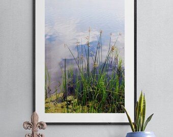 Lake Photograph, Eden Gardens, Wildflowers Photo, Blue Green Yellow Nature Wall Art, Cloud Reflection Art, Green Plants Photo, Florida Photo