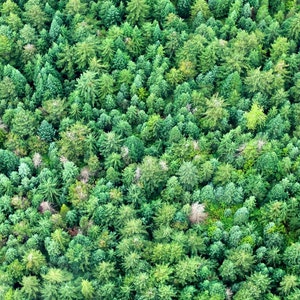 Green Modern Art, Bright Green Photo, Aerial Tree Photo, Whistler Mountain, Evergreen Tree Photo, Forest Wall Art, Pine Tree Photo, Bold Art image 9