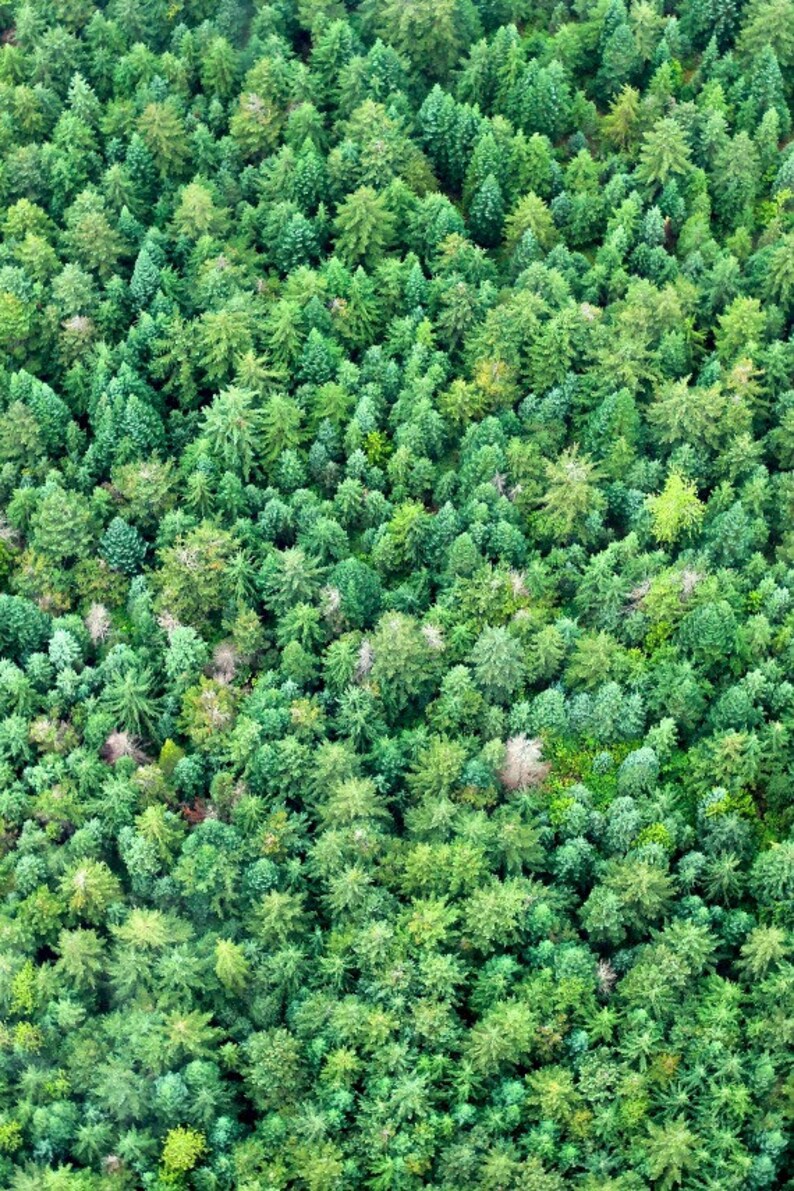 Green Modern Art, Bright Green Photo, Aerial Tree Photo, Whistler Mountain, Evergreen Tree Photo, Forest Wall Art, Pine Tree Photo, Bold Art image 9