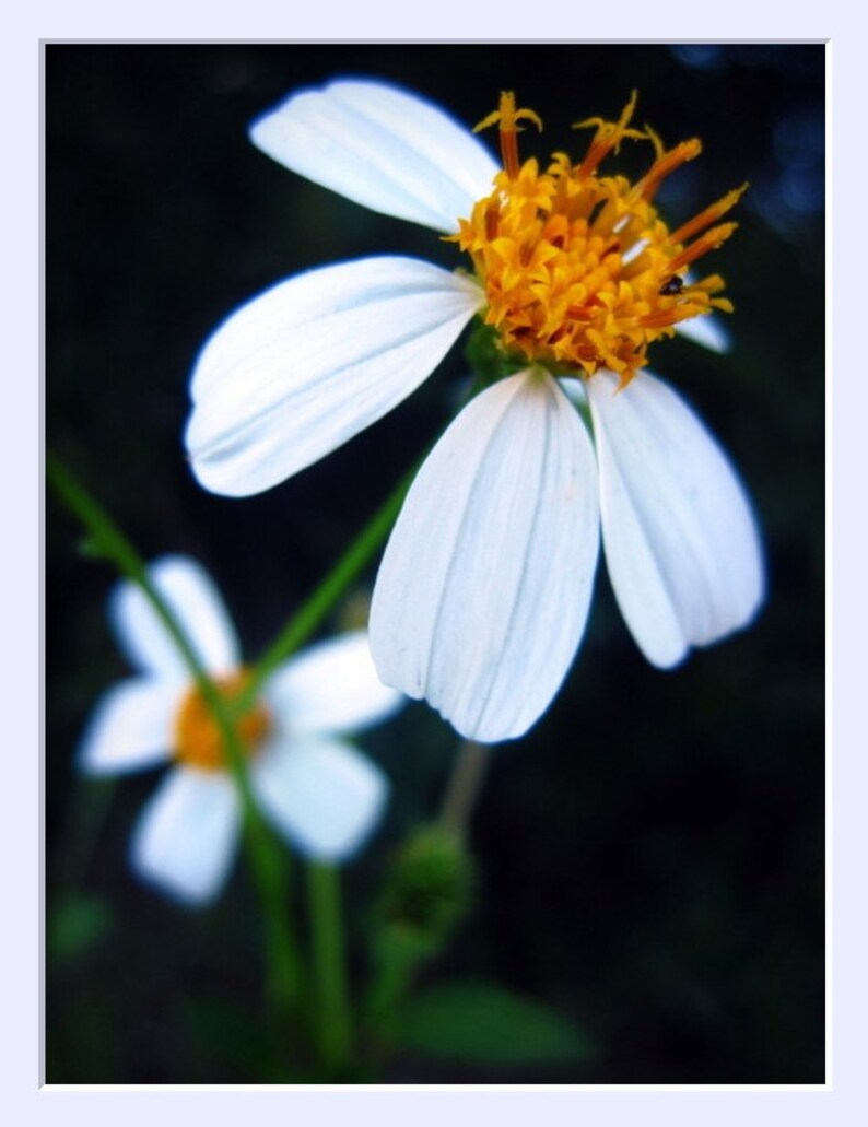 Makro-Blumen-Kunst weiße Bidens Foto schwarze Orange Kunst ...