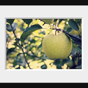 Green Apple Photo, Apple Tree Photo, Kitchen Wall Decor, Green Leaves Art, Green Apple Art, Green Yellow Art, Fruit Photo, Nature Photo image 8