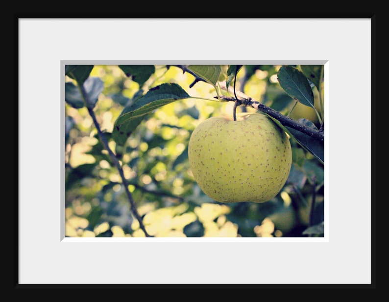 Green Apple Photo, Apple Tree Photo, Kitchen Wall Decor, Green Leaves Art, Green Apple Art, Green Yellow Art, Fruit Photo, Nature Photo image 8