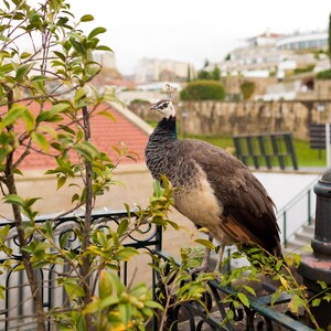 Portugal Photo Set, Porto Gallery Wall, Porto Photo Set, Porto Prints, Livraria Lello Photos, Taylor's Port Photos, Porto Portugal Art image 8