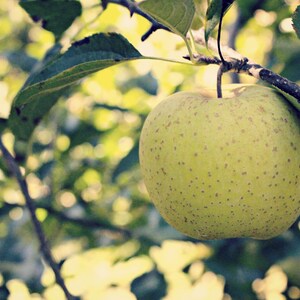 Green Apple Photo, Apple Tree Photo, Kitchen Wall Decor, Green Leaves Art, Green Apple Art, Green Yellow Art, Fruit Photo, Nature Photo image 2