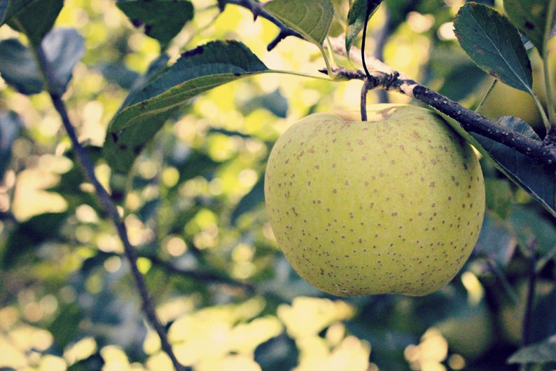 Green Apple Photo, Apple Tree Photo, Kitchen Wall Decor, Green Leaves Art, Green Apple Art, Green Yellow Art, Fruit Photo, Nature Photo image 2