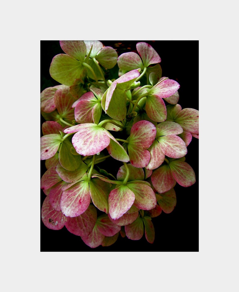 Wilted Flower Photo, Hydrangea Photo, Moody Flower Art, Dramatic Nature Art, Pink Green Wall Art, Floral Photograph, Flower Petals Photo image 2