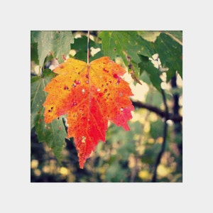 Maple Leaf Photo, Autumn Photograph, Orange Autumn Leaf, Green Orange Decor, Woodland Photograph, Autumn Wall Art, Autumn Leaves Print image 2