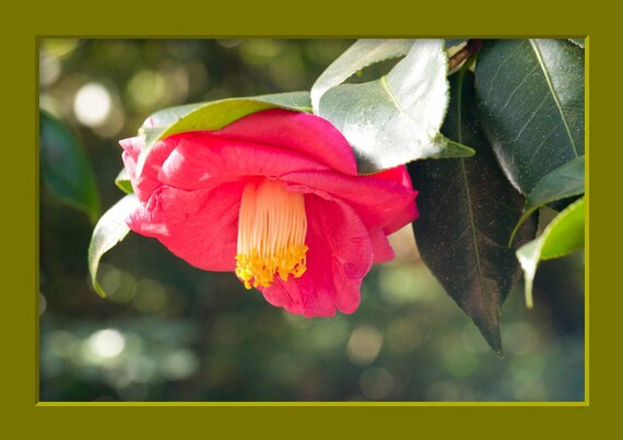 Botanical Gardens Camellia Photo Print Hot Pink Flower Dark Etsy