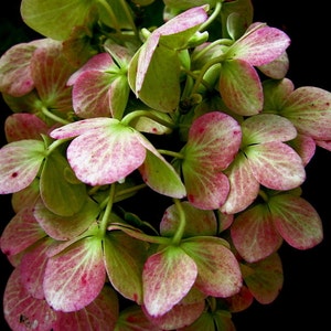 Wilted Flower Photo, Hydrangea Photo, Moody Flower Art, Dramatic Nature Art, Pink Green Wall Art, Floral Photograph, Flower Petals Photo image 6