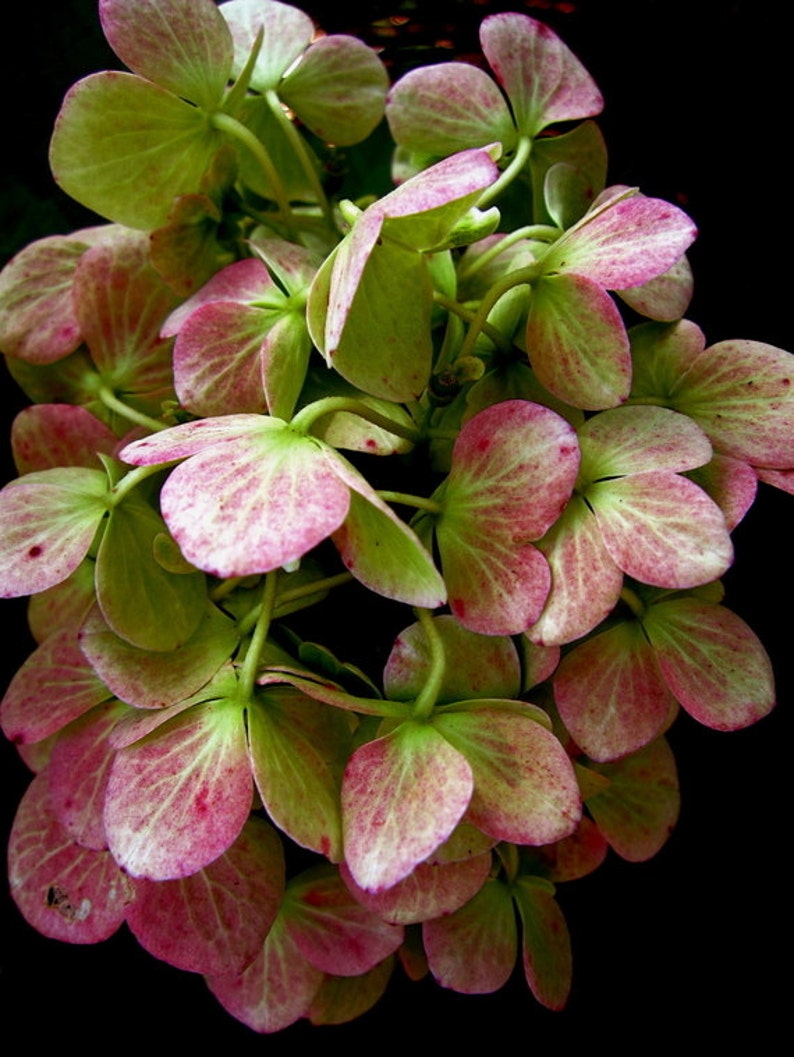 Wilted Flower Photo, Hydrangea Photo, Moody Flower Art, Dramatic Nature Art, Pink Green Wall Art, Floral Photograph, Flower Petals Photo image 6