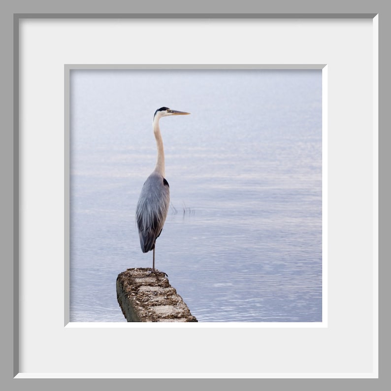 Great Blue Heron Photo Coastal Bird Wall Art Blue Gray Etsy
