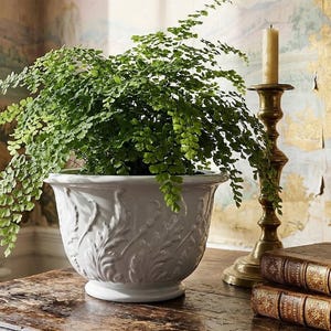 Könnte beinhalten: Ein weißer Keramik-Blumentopf mit detailliertem Blättermuster enthält einen üppigen grünen Farn. Ein Messing-Kerzenhalter mit einer brennenden Kerze und zwei antike Bücher stehen auf einem dunklen Holztisch.