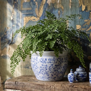 Può includere: Una rigogliosa felce capelvenere piantata in un vaso di ceramica rotondo con base bianca e motivi floreali e di viticci blu. Accanto al vaso si trovano due piccoli contenitori in ceramica abbinati, blu e bianchi, dotati di coperchio.