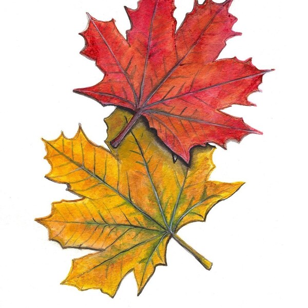 Set of 3 Mini Notes - Autumn Maple Leaves
