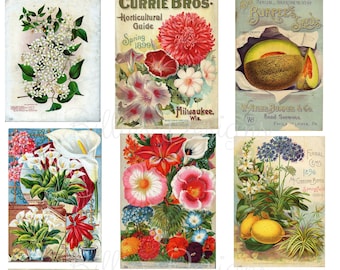 Vintage Flower Seed Packet Digital Download  Printable JPG collage Sheet SKU 0013