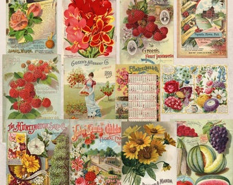 Vintage Seed Packet Digital Download Flower Vegetable Ephemera 33 Images SKU 0058