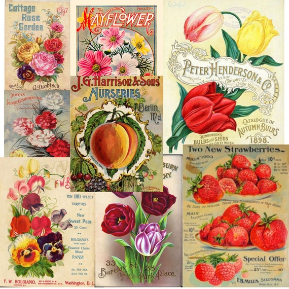 Vintage Flower Seed Packets Set 1 Commercial Use Printable JPG Digital  Collage Sheet and Individual PNG Images 