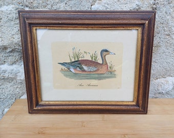 colorized etching for an american wigeon duck in a wooden frame
