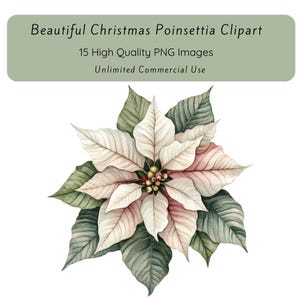 May include: A watercolour painting of a white poinsettia with green leaves. The poinsettia has a pink hue in the centre. The flower is isolated on a white background.